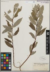 Foto von Salix humilis Marshall